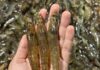 Malaysia bans Thai shrimp after Thailand restricts Malaysian seabass imports
