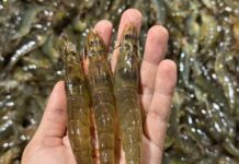 Malaysia bans Thai shrimp after Thailand restricts Malaysian seabass imports