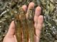 Malaysia bans Thai shrimp after Thailand restricts Malaysian seabass imports PAAAAA1BMVEWurq51dlI4AAAAAXRSTlMmkutdmwAAAA5JREFUKM9jGAWjYJABAAKUAAHoEAeuAAAAAElFTkSuQmCC