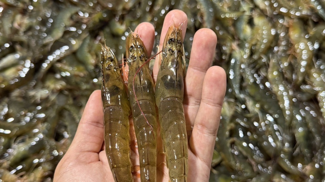 Malaysia bans Thai shrimp after Thailand restricts Malaysian seabass imports