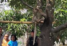 Boy, 6, bit to death by grandfather’s monkey in Nakhon Si Thammarat