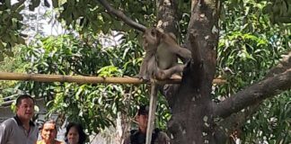 Boy, 6, bit to death by grandfather’s monkey in Nakhon Si Thammarat