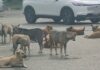 Stray dogs ‘take over’ Chiang Mai City Hall, residents warn of safety risks