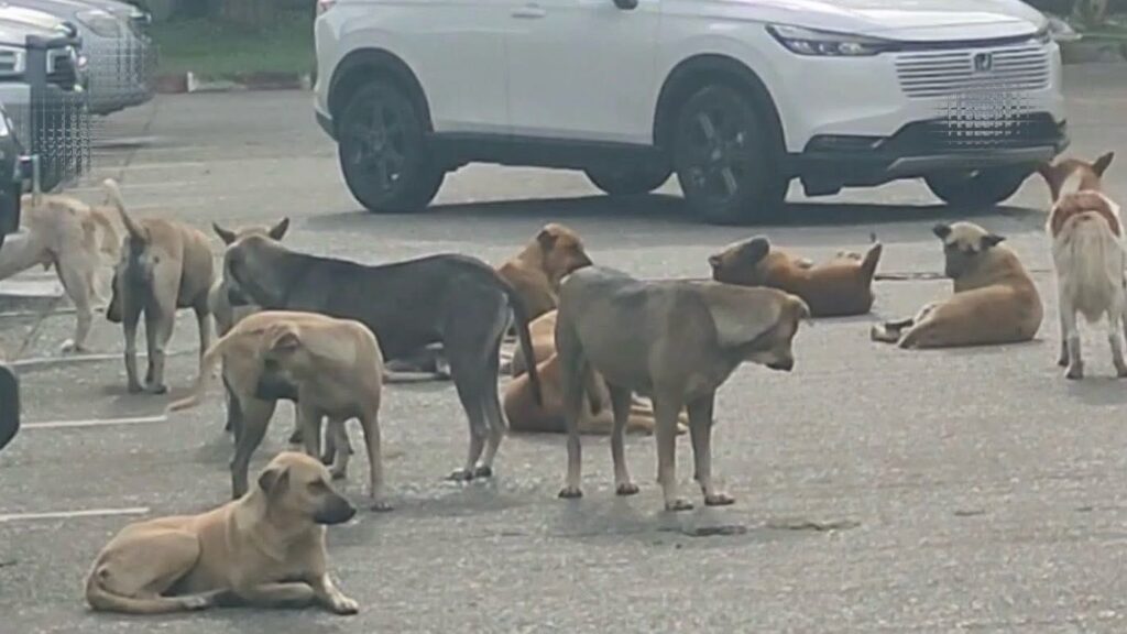 Stray dogs 'take over' Chiang Mai City Hall, residents warn of safety risks