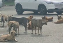 Stray dogs ‘take over’ Chiang Mai City Hall, residents warn of safety risks