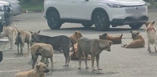 Stray dogs ‘take over’ Chiang Mai City Hall, residents warn of safety risks