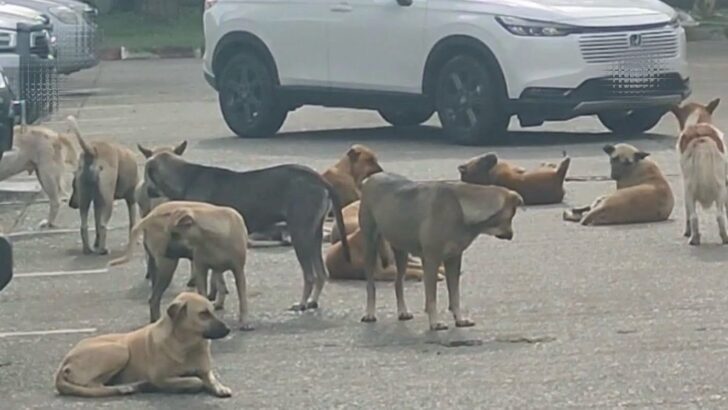 Stray dogs ‘take over’ Chiang Mai City Hall, residents warn of safety risks