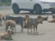 Stray dogs ‘take over’ Chiang Mai City Hall, residents warn of safety risks PAAAAA1BMVEWurq51dlI4AAAAAXRSTlMmkutdmwAAAA5JREFUKM9jGAWjYJABAAKUAAHoEAeuAAAAAElFTkSuQmCC