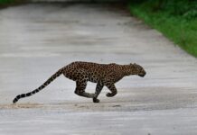 Tourist captures rare leopard leap in Kaeng Krachan Tourist captures rare leopard leap in Kaeng Krachan
