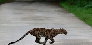 Tourist captures rare leopard leap in Kaeng Krachan Tourist captures rare leopard leap in Kaeng Krachan