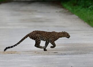 Tourist captures rare leopard leap in Kaeng Krachan Tourist captures rare leopard leap in Kaeng Krachan