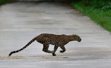 Tourist captures rare leopard leap in Kaeng Krachan Tourist captures rare leopard leap in Kaeng Krachan