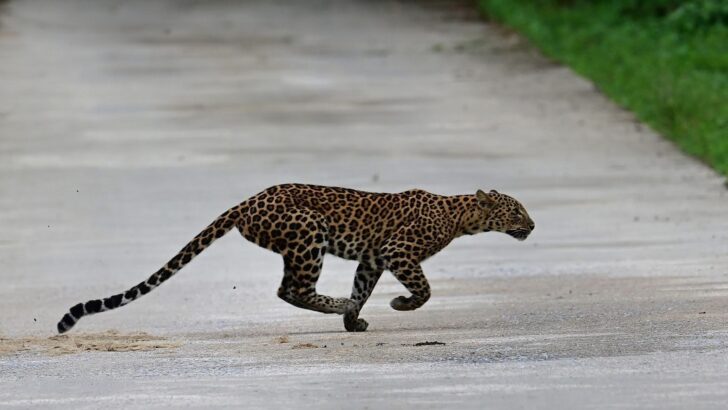 Tourist captures rare leopard leap in Kaeng Krachan