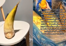Passenger nearly flagged at airport after bamboo shoot mistaken for ivory