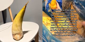 Passenger nearly flagged at airport after bamboo shoot mistaken for ivory
