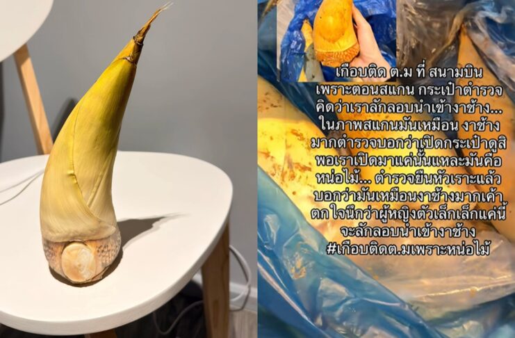 Passenger nearly flagged at airport after bamboo shoot mistaken for ivory