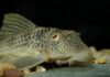 Turning lessons into action: Strengthening Thailand’s management of non-native species