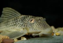 Turning lessons into action: Strengthening Thailand’s management of non-native species