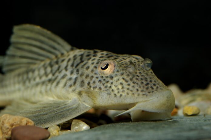 shutterstock_sucker fish1