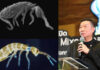New Springtail species discovered in Thailand’s Rama IX Forest New Springtail species discovered in Thailand's Rama IX Forest