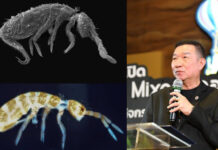 New Springtail species discovered in Thailand’s Rama IX Forest New Springtail species discovered in Thailand's Rama IX Forest