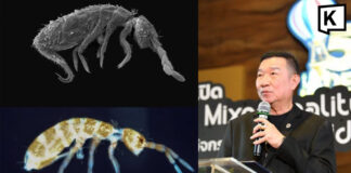 New Springtail species discovered in Thailand’s Rama IX Forest New Springtail species discovered in Thailand's Rama IX Forest