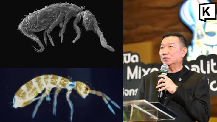 New Springtail species discovered in Thailand’s Rama IX Forest