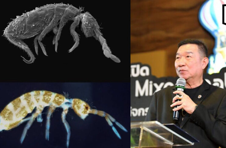 New Springtail species discovered in Thailand’s Rama IX Forest New Springtail species discovered in Thailand's Rama IX Forest