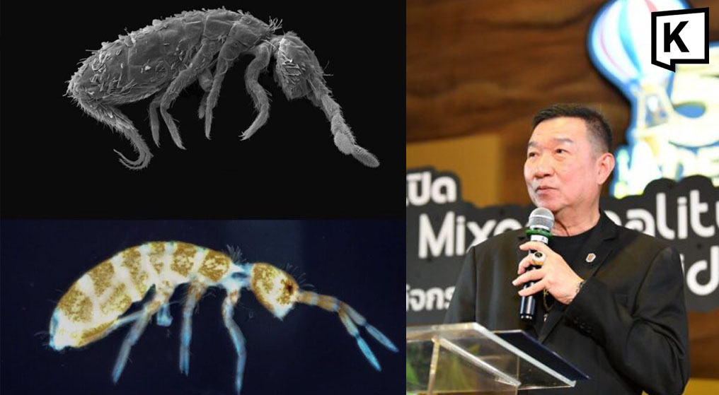 Tiny but Mighty: New 'Rama IX Springtail' Species Discovered in Thailand's Pathum Thani