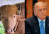 “Trump Buffalo” becomes star attraction at Bangladesh Zoo “Trump Buffalo” becomes star attraction at Bangladesh Zoo
