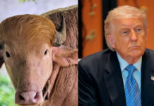 “Trump Buffalo” becomes star attraction at Bangladesh Zoo “Trump Buffalo” becomes star attraction at Bangladesh Zoo