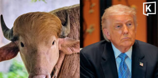 “Trump Buffalo” becomes star attraction at Bangladesh Zoo “Trump Buffalo” becomes star attraction at Bangladesh Zoo