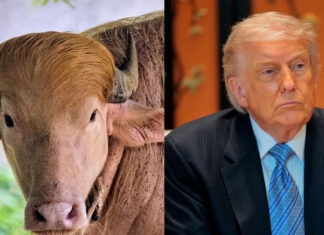 “Trump Buffalo” becomes star attraction at Bangladesh Zoo “Trump Buffalo” becomes star attraction at Bangladesh Zoo