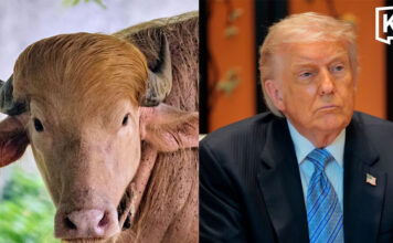 “Trump Buffalo” becomes star attraction at Bangladesh Zoo “Trump Buffalo” becomes star attraction at Bangladesh Zoo