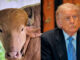 “Trump Buffalo” becomes star attraction at Bangladesh Zoo “Trump Buffalo” becomes star attraction at Bangladesh Zoo