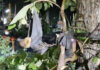 Deadly storm kills 757 flying foxes after century-old tree falls Deadly storm kills 757 flying foxes after century-old tree falls