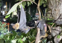 Deadly storm kills 757 flying foxes after century-old tree falls Deadly storm kills 757 flying foxes after century-old tree falls