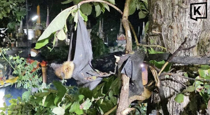 Deadly storm kills 757 flying foxes after century-old tree falls