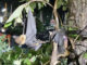 Deadly storm kills 757 flying foxes after century-old tree falls Deadly storm kills 757 flying foxes after century-old tree falls