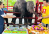 World’s first mixed-sex elephant twins celebrate second birthday World’s first mixed-sex elephant twins celebrate second birthday