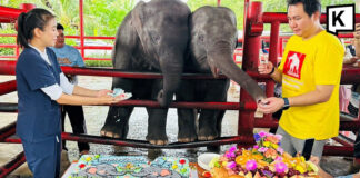 World’s first mixed-sex elephant twins celebrate second birthday World’s first mixed-sex elephant twins celebrate second birthday