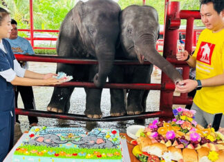 World’s first mixed-sex elephant twins celebrate second birthday World’s first mixed-sex elephant twins celebrate second birthday