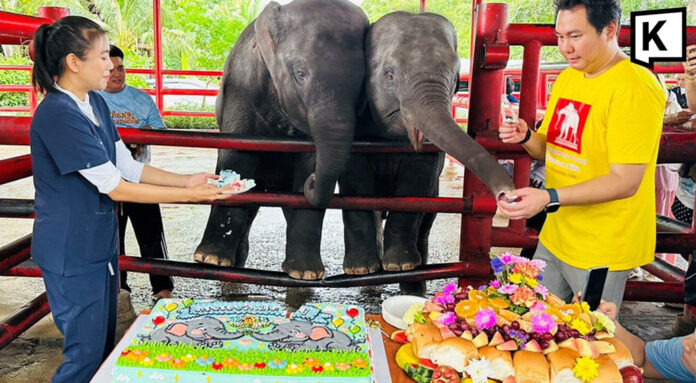 web elephant twin_0 World’s first mixed-sex elephant twins celebrate second birthday