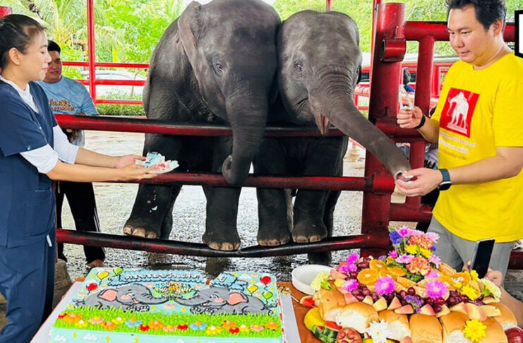 World’s first mixed-sex elephant twins celebrate second birthday World’s first mixed-sex elephant twins celebrate second birthday