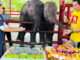 World’s first mixed-sex elephant twins celebrate second birthday World’s first mixed-sex elephant twins celebrate second birthday