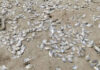 Mass fish deaths reported amid plankton bloom in Chumphon Mass fish deaths reported amid plankton bloom in Chumphon