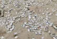 Mass fish deaths reported amid plankton bloom in Chumphon Mass fish deaths reported amid plankton bloom in Chumphon