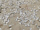 Mass fish deaths reported amid plankton bloom in Chumphon Mass fish deaths reported amid plankton bloom in Chumphon