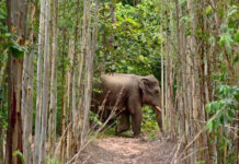 Lost wild elephant driven back towards Thap Lan National Park Lost wild elephant driven back towards Thap Lan National Park