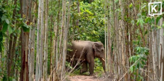Lost wild elephant driven back towards Thap Lan National Park Lost wild elephant driven back towards Thap Lan National Park